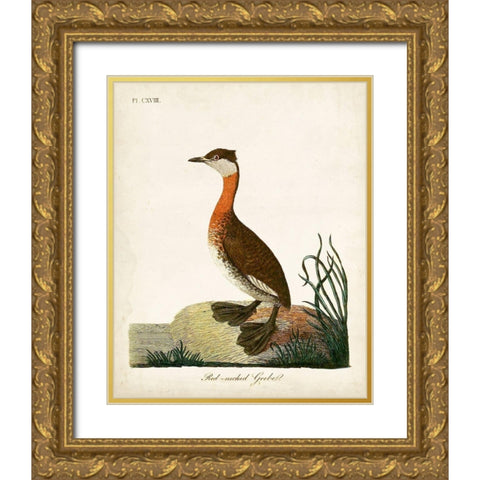 Red-Necked Grebe Gold Ornate Wood Framed Art Print with Double Matting by Latham, John