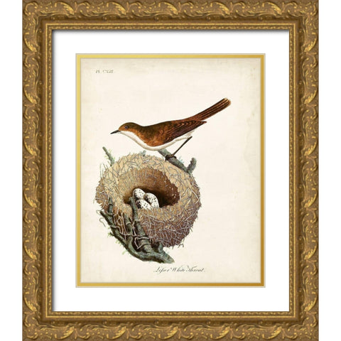 Lesser White-Throat and Nest Gold Ornate Wood Framed Art Print with Double Matting by Latham, John