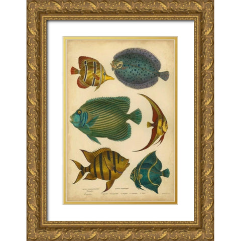 Goldsmiths Spinous Fishes Gold Ornate Wood Framed Art Print with Double Matting by Goldsmith