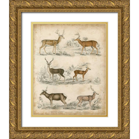 Non-Embellished Species of Deer Gold Ornate Wood Framed Art Print with Double Matting by Unknown