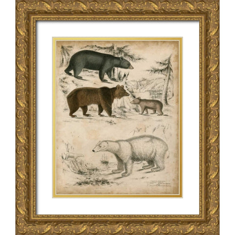 Non-Embellished Species of Bear Gold Ornate Wood Framed Art Print with Double Matting by Unknown
