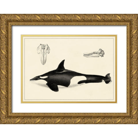 Antique Whale Study I Gold Ornate Wood Framed Art Print with Double Matting by Unknown