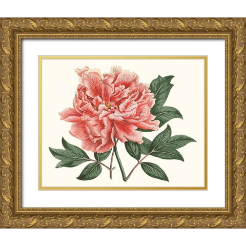 Peony Blush I Gold Ornate Wood Framed Art Print with Double Matting by Curtis