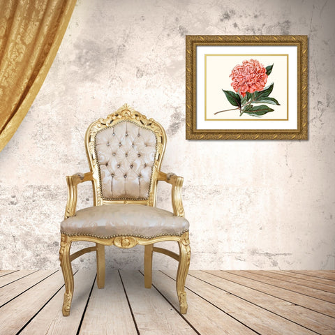 Peony Blush II Gold Ornate Wood Framed Art Print with Double Matting by Curtis