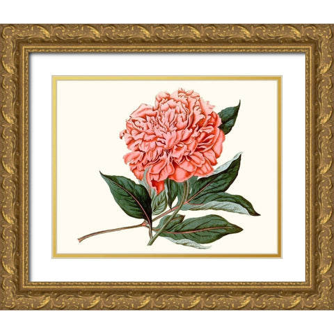 Peony Blush II Gold Ornate Wood Framed Art Print with Double Matting by Curtis