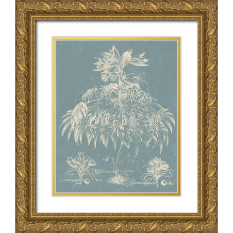 Delicate Besler Botanical I Gold Ornate Wood Framed Art Print with Double Matting by Vision Studio