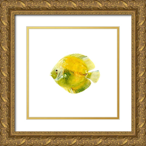 Discus Fish I Gold Ornate Wood Framed Art Print with Double Matting by Scarvey, Emma