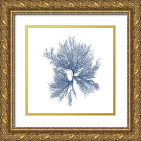 Navy Seaweed III Gold Ornate Wood Framed Art Print with Double Matting by Vision Studio