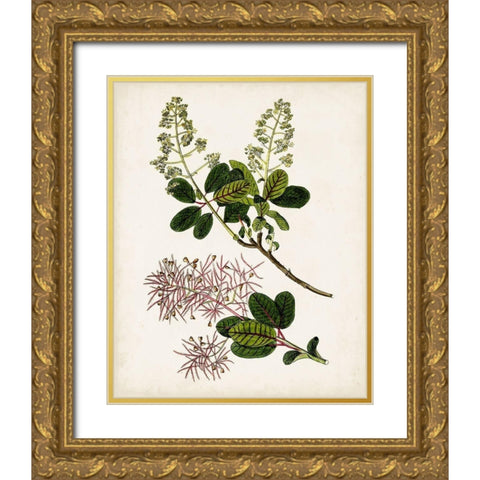 Antique Botanical Study II Gold Ornate Wood Framed Art Print with Double Matting by Unknown