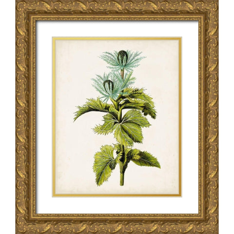 Antique Botanical Study III Gold Ornate Wood Framed Art Print with Double Matting by Unknown