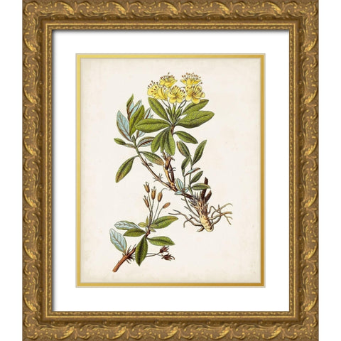Antique Botanical Study IV Gold Ornate Wood Framed Art Print with Double Matting by Unknown