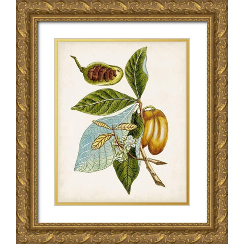 Antique Botanical Study VI Gold Ornate Wood Framed Art Print with Double Matting by Unknown