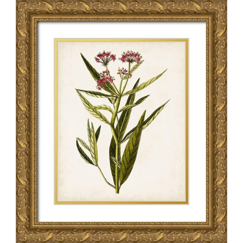 Antique Botanical Study VIII Gold Ornate Wood Framed Art Print with Double Matting by Unknown