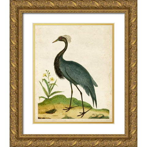 Heron Portrait II Gold Ornate Wood Framed Art Print with Double Matting by Unknown