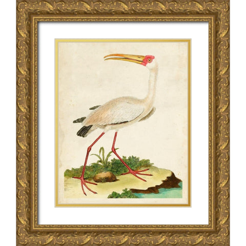 Heron Portrait VII Gold Ornate Wood Framed Art Print with Double Matting by Unknown