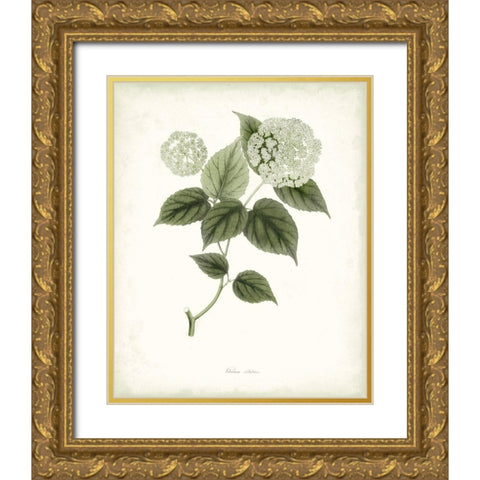 Sage Botanical I Gold Ornate Wood Framed Art Print with Double Matting by Vision Studio