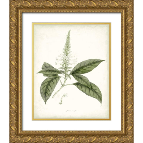 Sage Botanical II Gold Ornate Wood Framed Art Print with Double Matting by Vision Studio