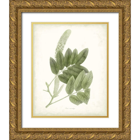 Sage Botanical IV Gold Ornate Wood Framed Art Print with Double Matting by Vision Studio
