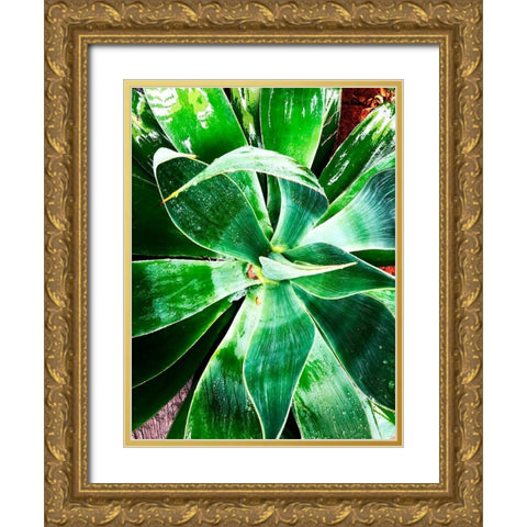 Green Tropical Succulent II Gold Ornate Wood Framed Art Print with Double Matting by Orlov, Irena