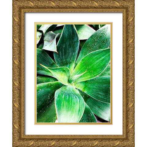 Green Tropical Succulent IV Gold Ornate Wood Framed Art Print with Double Matting by Orlov, Irena
