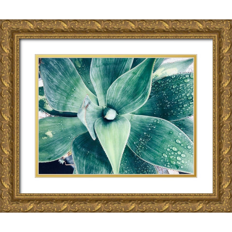 Green Tropical Succulent VIII Gold Ornate Wood Framed Art Print with Double Matting by Orlov, Irena