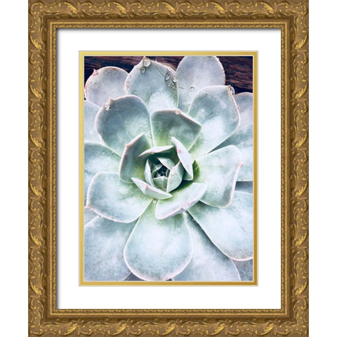 Pastel Succulent Beauty IV Gold Ornate Wood Framed Art Print with Double Matting by Orlov, Irena