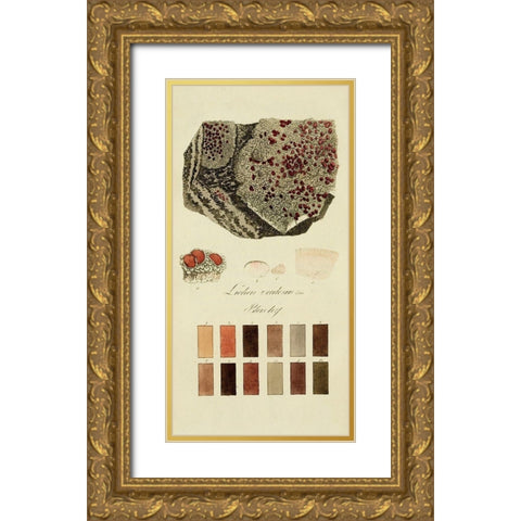 Species of Lichen I Gold Ornate Wood Framed Art Print with Double Matting by Unknown