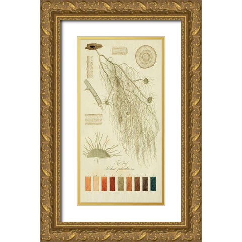 Species of Lichen II Gold Ornate Wood Framed Art Print with Double Matting by Unknown