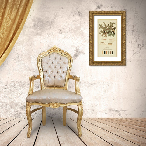 Species of Lichen III Gold Ornate Wood Framed Art Print with Double Matting by Unknown