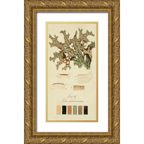 Species of Lichen III Gold Ornate Wood Framed Art Print with Double Matting by Unknown