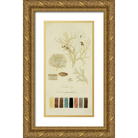 Species of Lichen IV Gold Ornate Wood Framed Art Print with Double Matting by Unknown