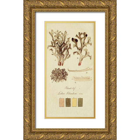 Species of Lichen V Gold Ornate Wood Framed Art Print with Double Matting by Unknown