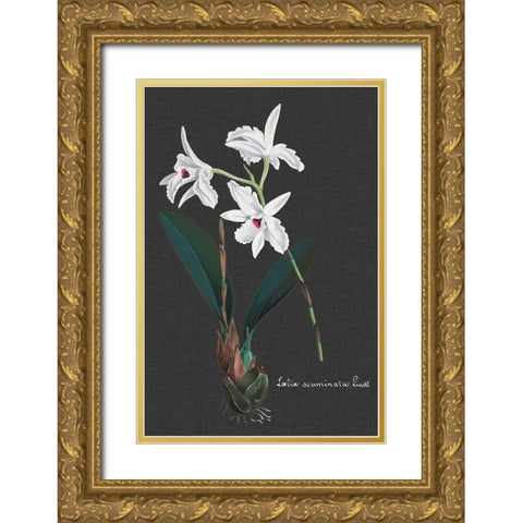 Orchid on Slate V Gold Ornate Wood Framed Art Print with Double Matting by Vision Studio