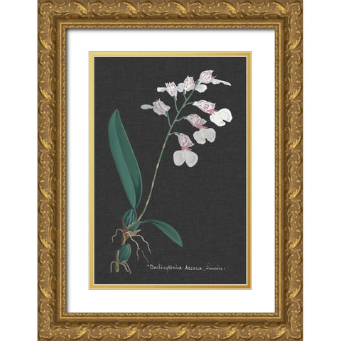 Orchid on Slate VI Gold Ornate Wood Framed Art Print with Double Matting by Vision Studio