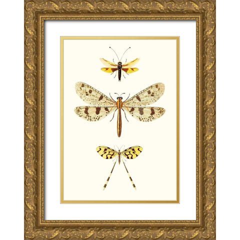 Entomology Series I Gold Ornate Wood Framed Art Print with Double Matting by Blanchard