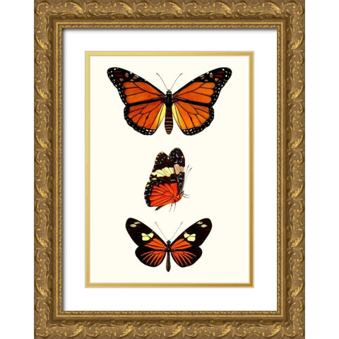 Entomology Series II Gold Ornate Wood Framed Art Print with Double Matting by Blanchard