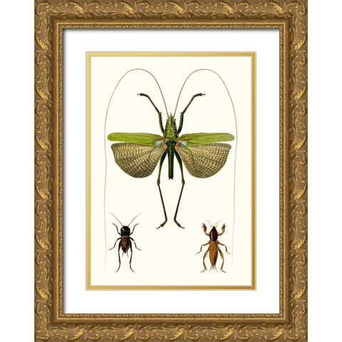 Entomology Series V Gold Ornate Wood Framed Art Print with Double Matting by Blanchard