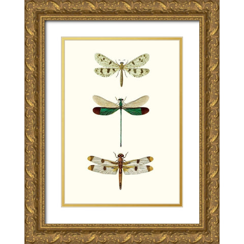 Entomology Series VII Gold Ornate Wood Framed Art Print with Double Matting by Blanchard