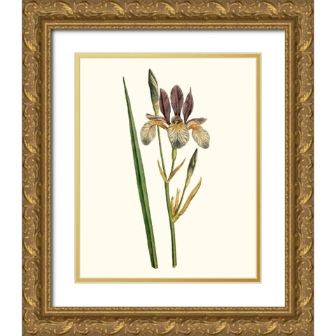 Antique Iris I Gold Ornate Wood Framed Art Print with Double Matting by Curtis