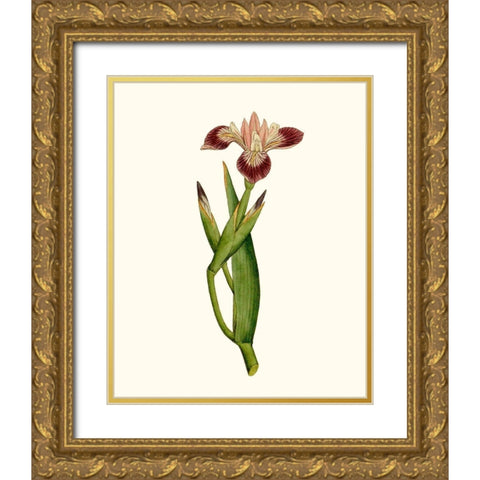 Antique Iris II Gold Ornate Wood Framed Art Print with Double Matting by Curtis