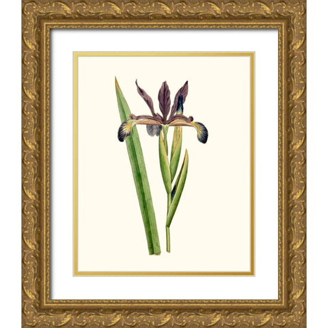 Antique Iris III Gold Ornate Wood Framed Art Print with Double Matting by Curtis