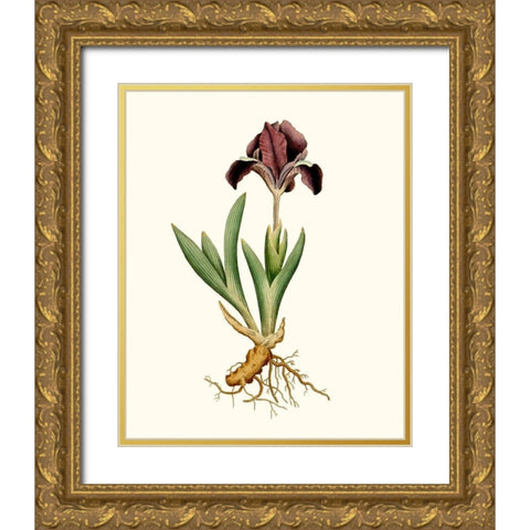 Antique Iris IV Gold Ornate Wood Framed Art Print with Double Matting by Curtis