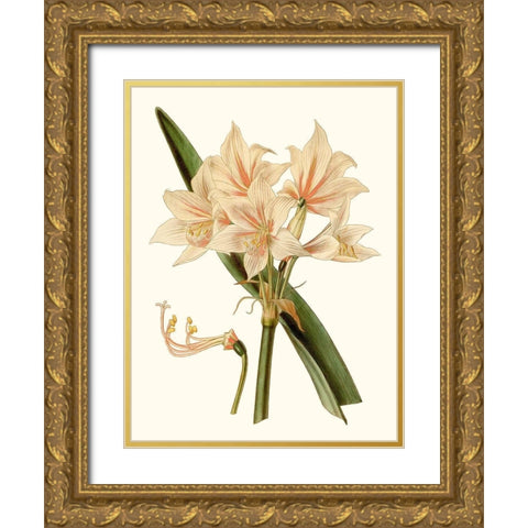 Antique Amaryllis II Gold Ornate Wood Framed Art Print with Double Matting by Curtis