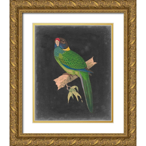 Dramatic Parrots II Gold Ornate Wood Framed Art Print with Double Matting by Vision Studio