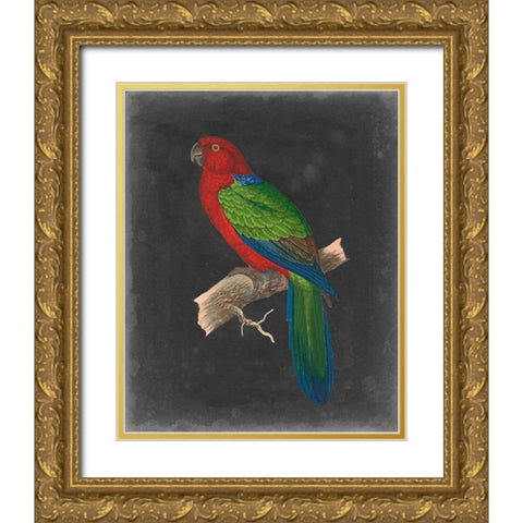 Dramatic Parrots IV Gold Ornate Wood Framed Art Print with Double Matting by Vision Studio