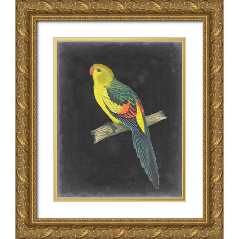 Dramatic Parrots VI Gold Ornate Wood Framed Art Print with Double Matting by Vision Studio