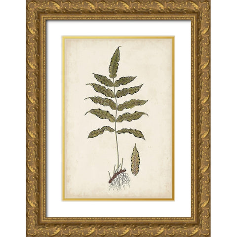 Fern Botanical III Gold Ornate Wood Framed Art Print with Double Matting by Vision Studio