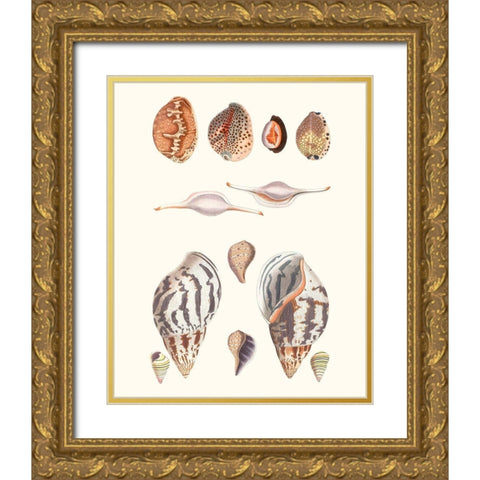 Shell Collection II Gold Ornate Wood Framed Art Print with Double Matting by Vision Studio