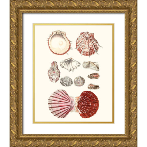 Shell Collection VI Gold Ornate Wood Framed Art Print with Double Matting by Vision Studio