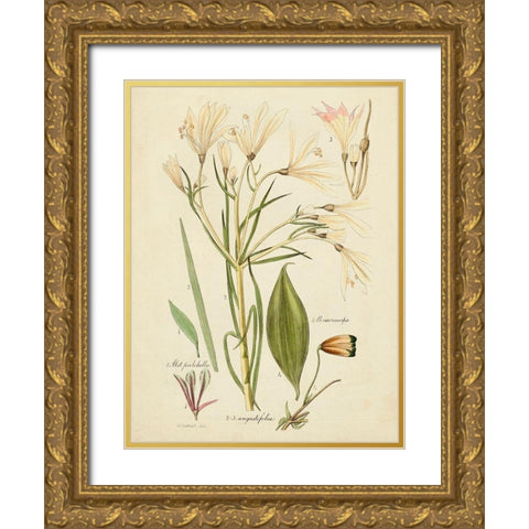 Antique Botanical Sketch I Gold Ornate Wood Framed Art Print with Double Matting by Vision Studio